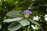 tannenfeld-sommer 2012-015